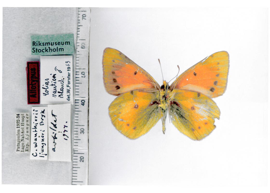 Colias lesbia vauthierii