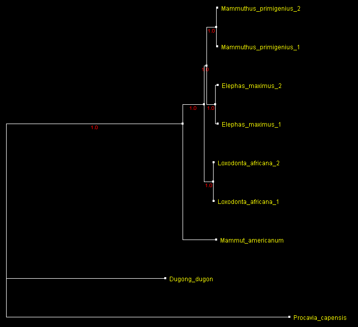 ElephsPhyML2_ATV.gif