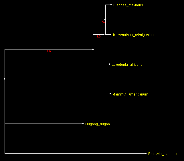 ElephsPhyML_TV.gif