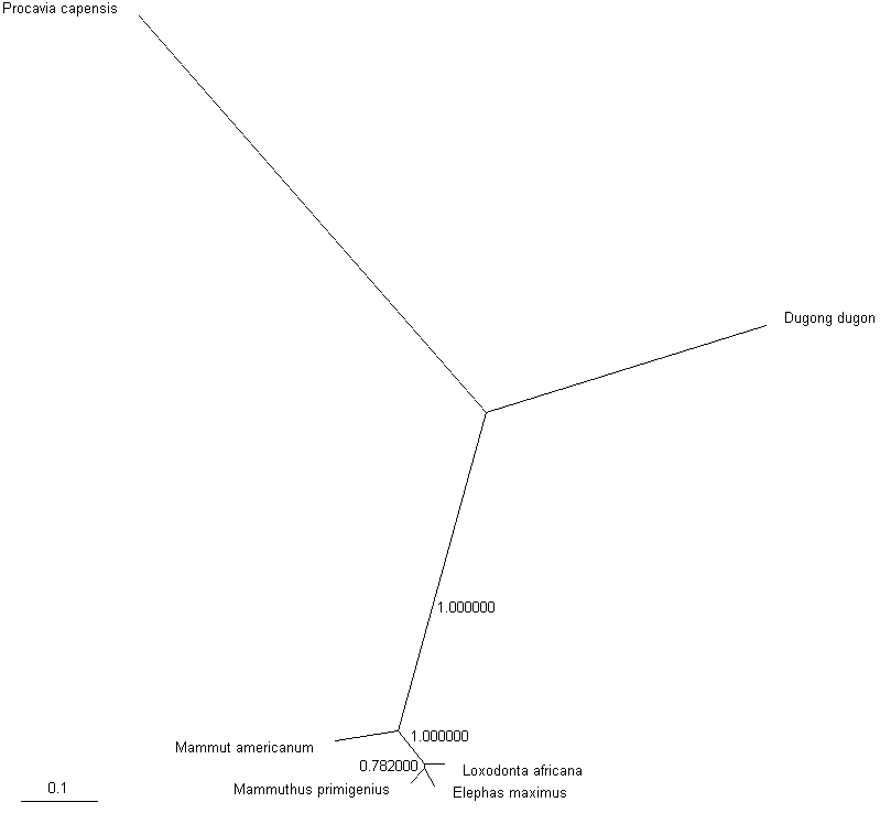 ElephsPhyML_TV.gif
