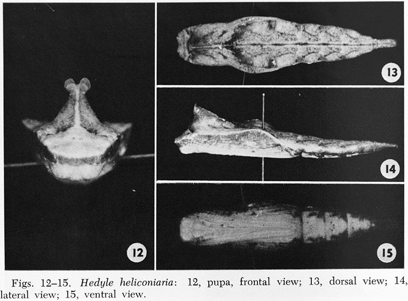 Hedyle12_15.jpg Hedyle12_15.jpg
