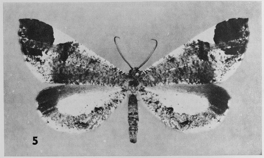 Hedyle5.jpg Hedyle5.jpg