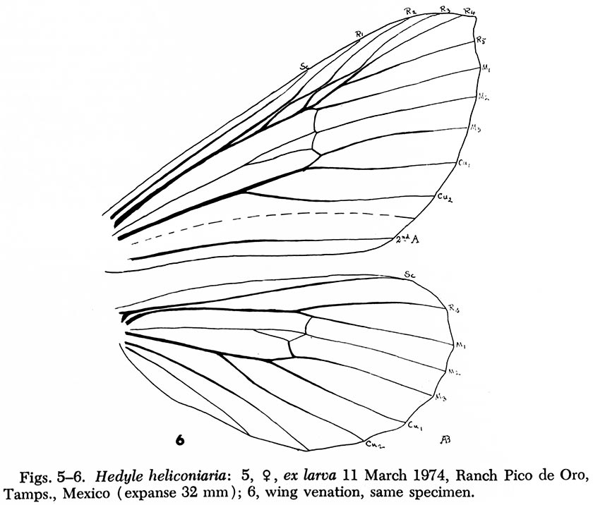 Hedyle6.jpg Hedyle6.jpg