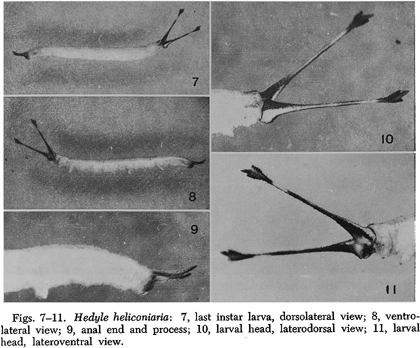 Hedyle7_11.jpg Hedyle7_11.jpg