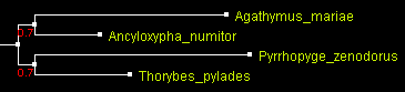 Hesp42MrBayes_ATV.gif