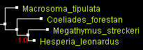 MegO_EF_PhyML.gif