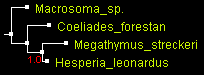 MegO_WG_MrBayes.gif