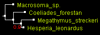 MegO_WG_PhyML.gif