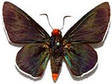 Pyrrhopyge_zenodorus.jpg