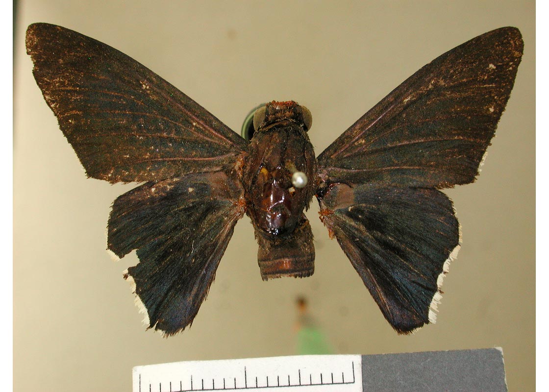 Microceris i. intersecta (type specimens)