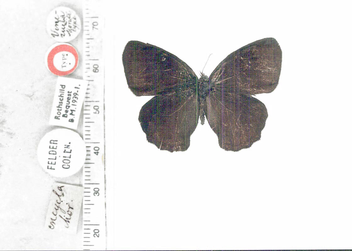 Eretris e. encycla (type specimens)