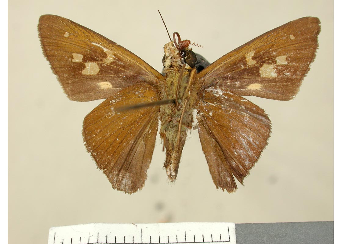 Neoxeniades parna (pinned specimens)