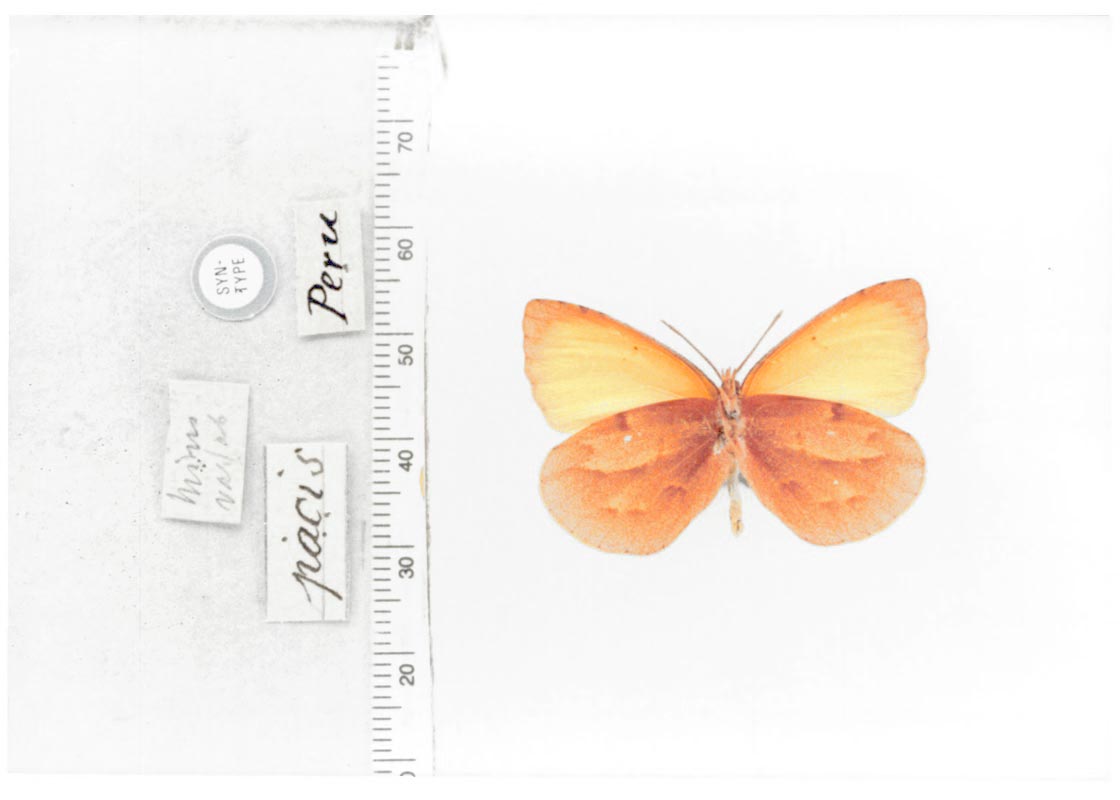 Teriocolias zelia pacis (type specimens)