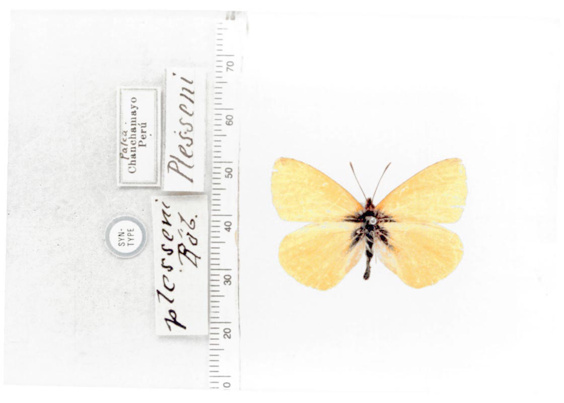 Teriocolias zelia pacis (type specimens)