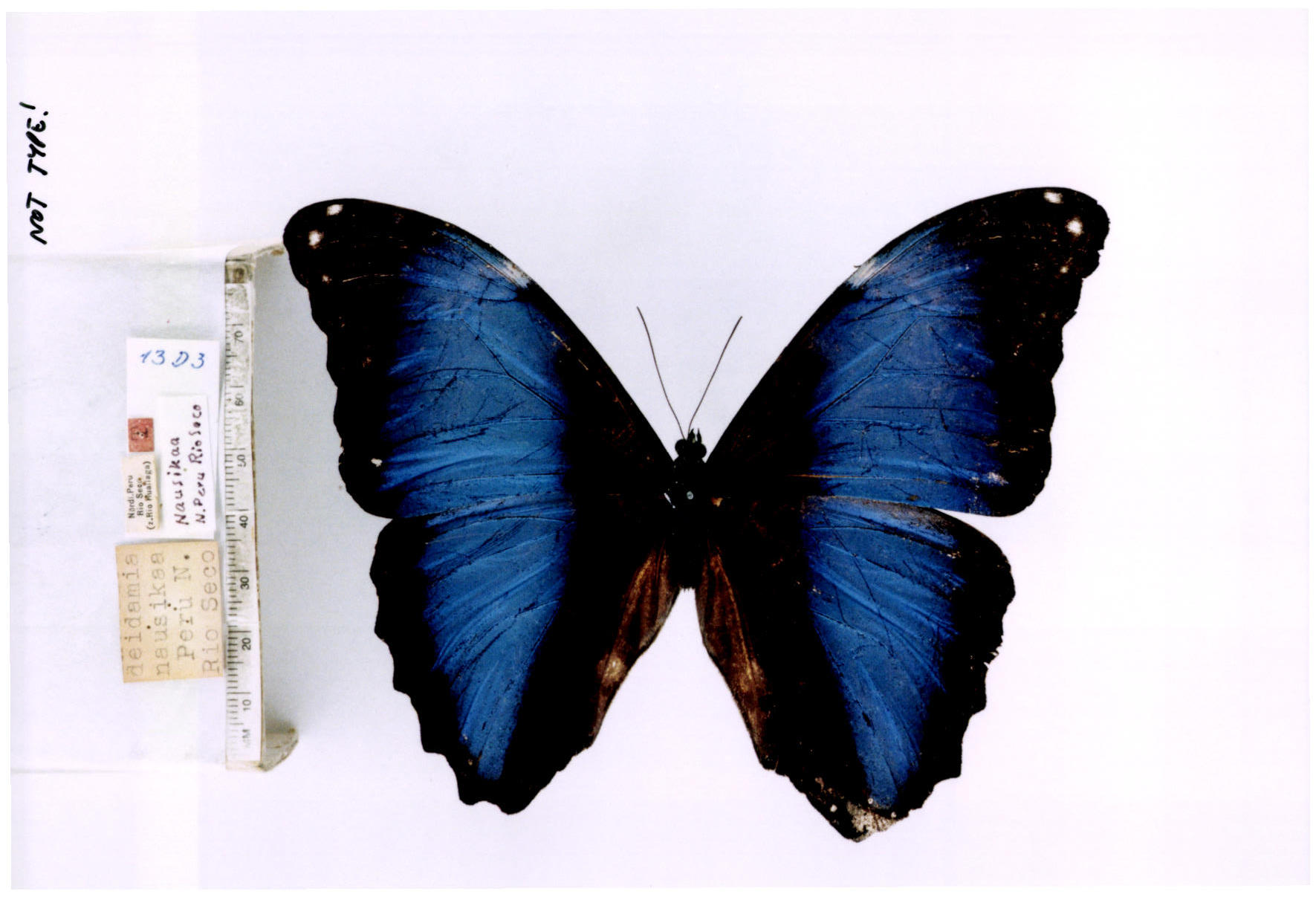 Morpho deidamia hermione (type specimens)
