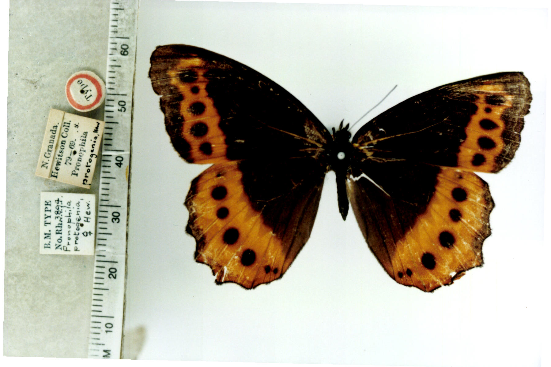 Oxeoschistus protogenia (type specimens)