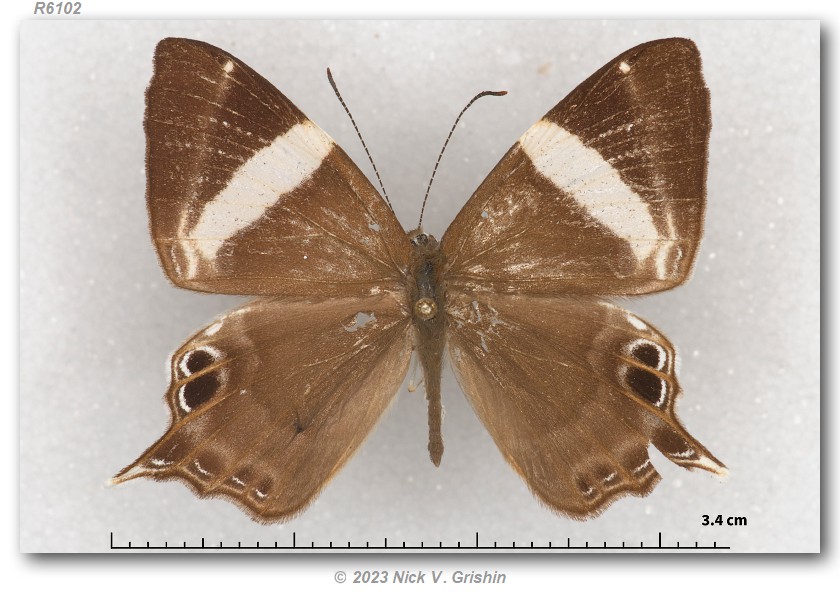 Chela Insect Image Archigenes c. chela (pinned specimens)