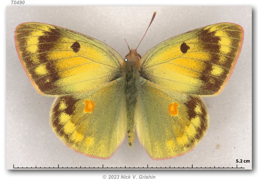 colias-erschoffii-type-specimens
