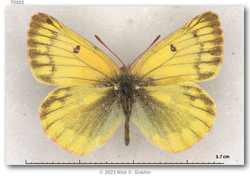 colias-ladakensis-type-specimens
