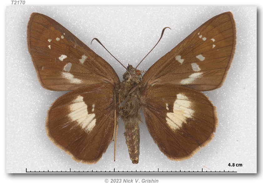 Lotongus taprobanus (type specimens)
