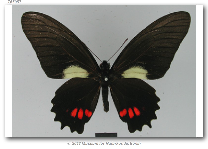 Eurytides ariarathes arianus SYNTYPE Brazil [MFNB].