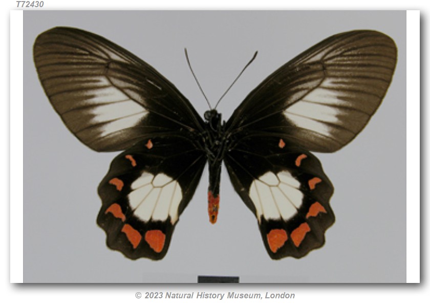 Pachliopta polydorus asinius (type specimens)