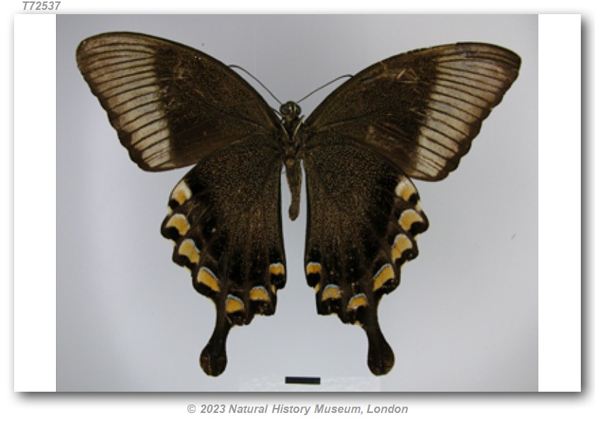 Papilio b. blumei (type specimens)