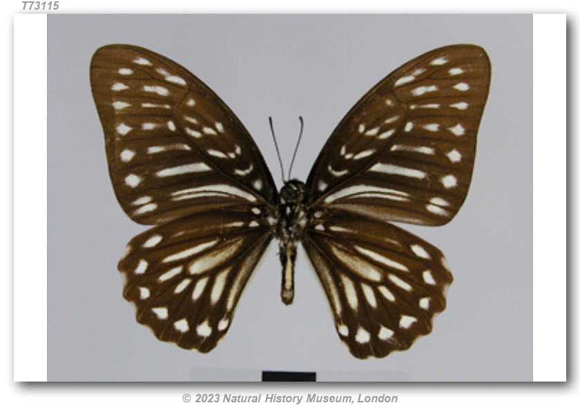 Graphium thule felixi (type specimens)