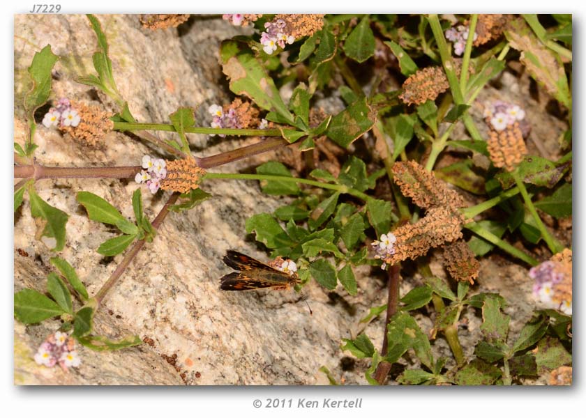 Phyciodes jalapeno (habitats)