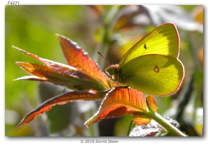 Colias g. gigantea (live adults)