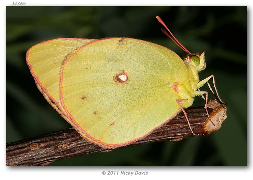 Colias harfordii (live adults)