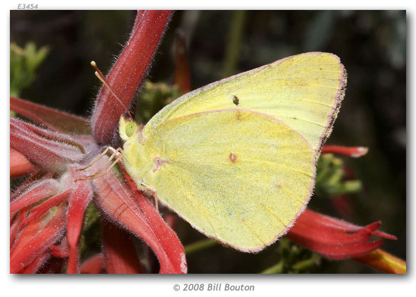 Colias harfordii (live adults)