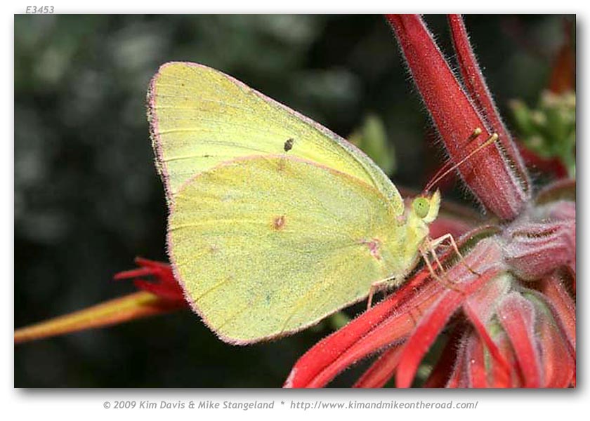Colias harfordii (live adults)