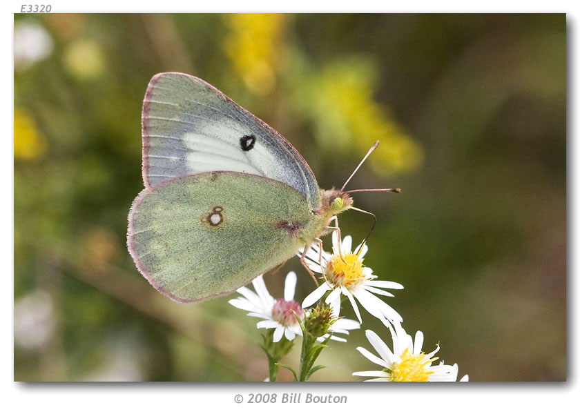 Colias p. philodice (live adults)
