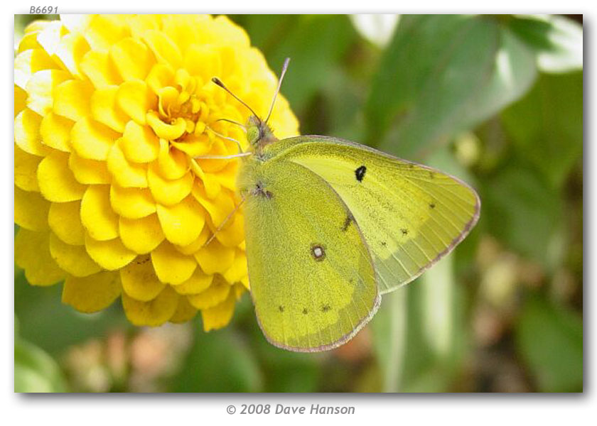 Colias p. philodice Godart, 1819