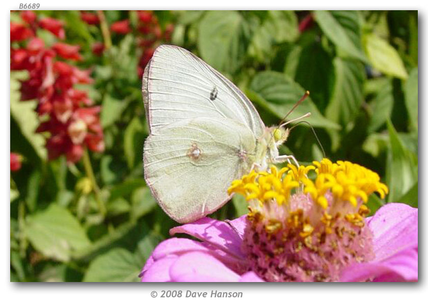 Colias p. philodice (live adults)