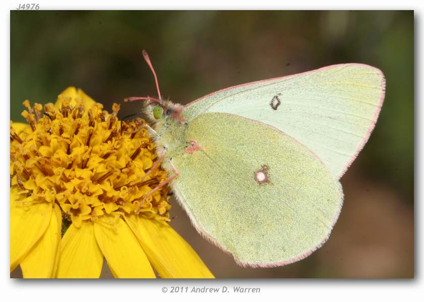 Colias scudderii (live adults)