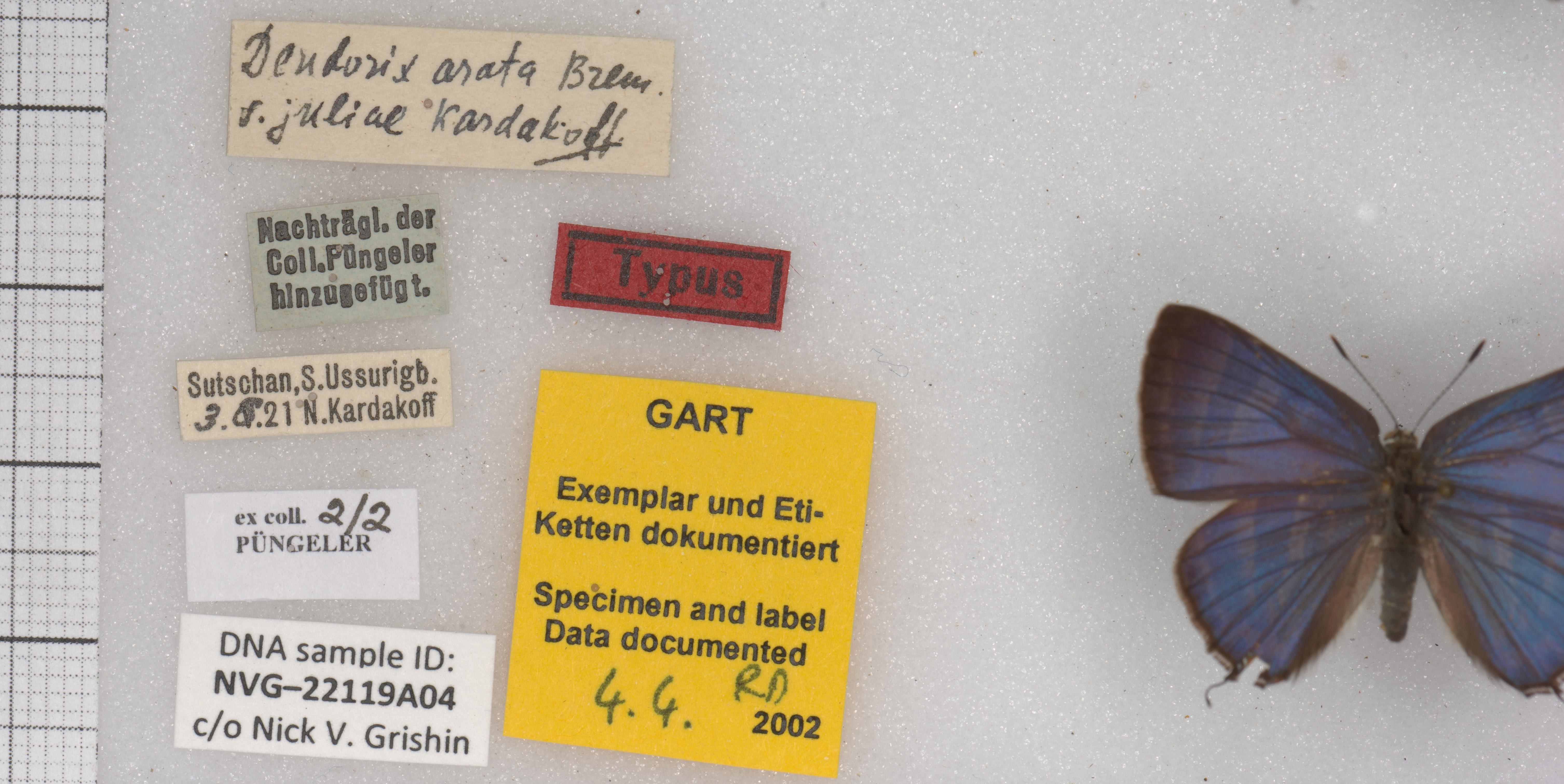 rapala-arata-type-specimens