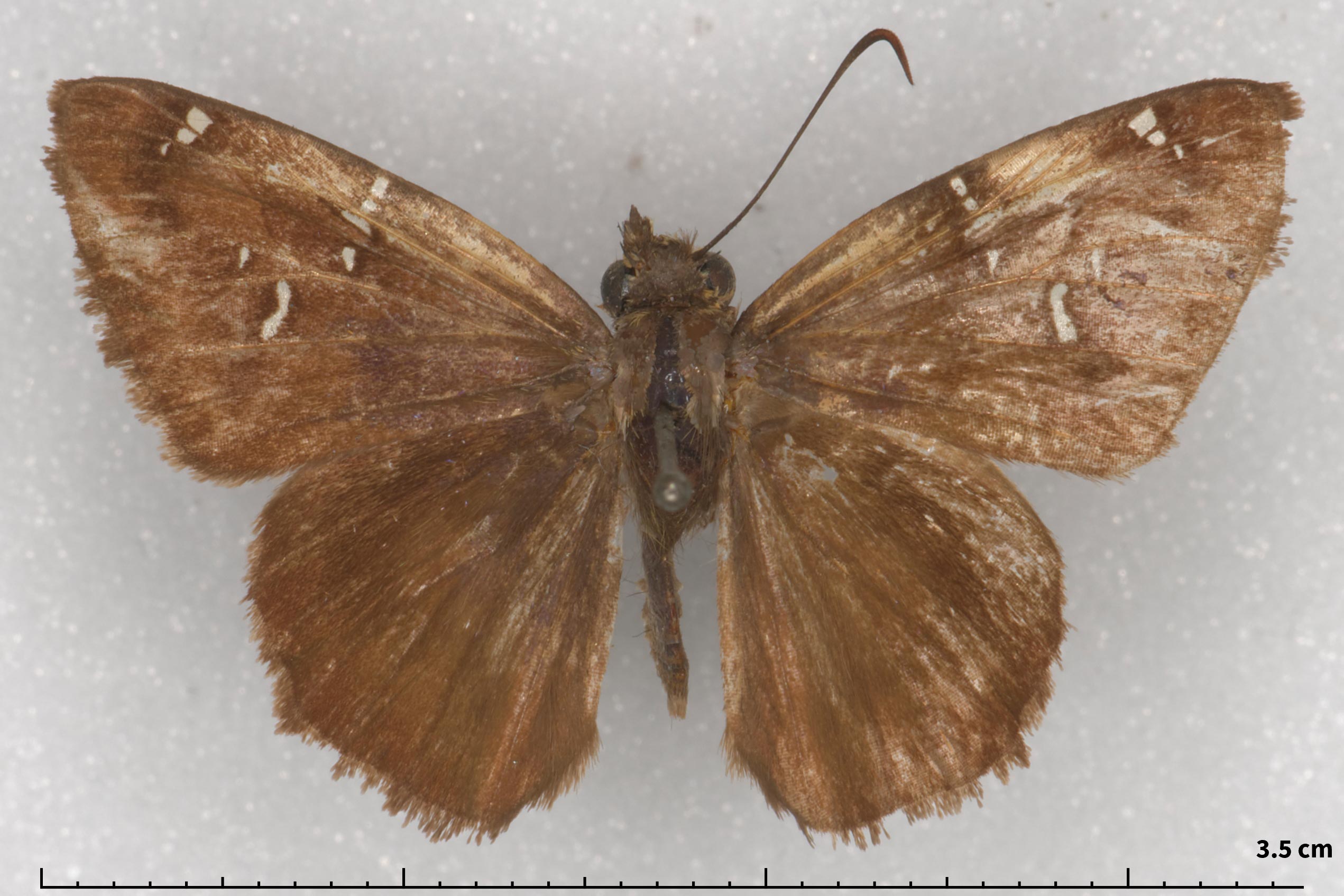 Autochton reducta (type specimens)