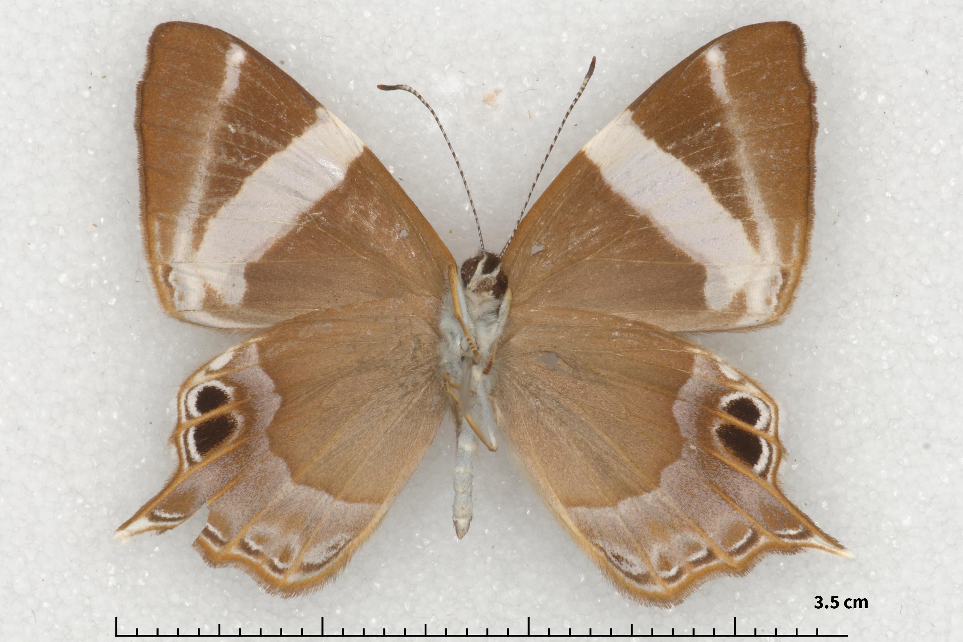 Chela Insect Image Archigenes c. chela (pinned specimens)