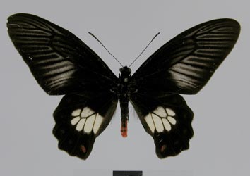 Pachliopta polydorus asinius (type specimens)